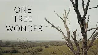 One Tree Wonder FPV freestyle