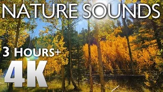 3 HOURS RELAXATION #10 Grand Canyon Nature Sounds - Birds Singing in Aspen Forest 4K