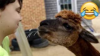 Funny Llama Moments - llama spitting - Try Not To Laugh || PETASTIC 🐾