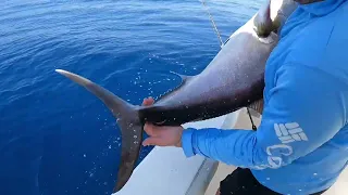 Big amberjacks, grouper, and snapper in Mexico Beach, Florida!