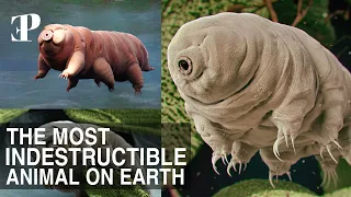 What's The Most Indestructible Animal To Ever Live On Earth?