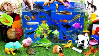 Catch Cute Animals, Rainbow Chicken, Rabbit, Turtle, Catfish, Crocodile, Centipede, Goldfish