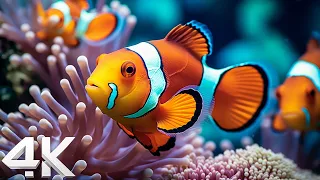 Stunning 4K Aquarium Footage With Serene Piano - Immersive Yourself In A Colorful Ocean Life