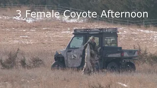Hand & electronic calls trick 3 female coyotes