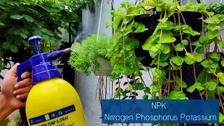 ചെടികൾ healthy ആയി പെട്ടെന്ന് വളരാൻ...| NPK fertilizer for plants | water soluble fertilizer