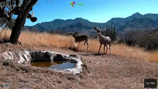 Monitoreo de fauna en tiempo real.  Único en México