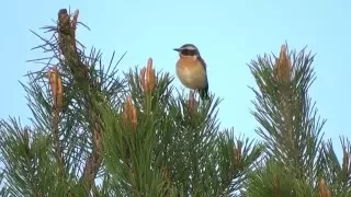 Чекан луговой. Голос чекана. ( Saxicola rubetra )