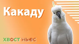 Все о попугаях какаду