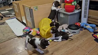 7 Week Old English Springer Spaniel Puppy's Playtime.