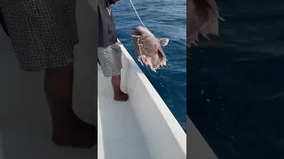 Sharks attacked the Black Grouper. Fishing Maldives #fishing #biggamefishing #jigging #maldives