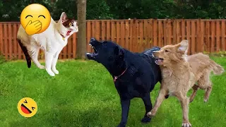 Best Funny Animals 2024 😋 Funniest Cats and Dogs 😹🐶 Part 1