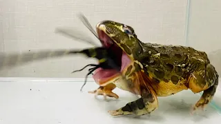 【African bullfrog】Pocohead & Dragonfly.【WARNING LIVE FEEDING!!】