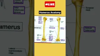 Humerus Anatomy #shorts #bone #skeleton