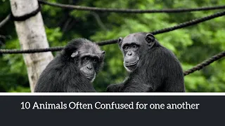 10  Animals That Are Often Confused for One Another