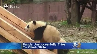 Pandas Play On Slide