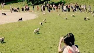 Running of the Pugs