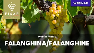 Falanghina / Falanghine