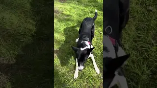 Barney the Tv border collie herding his basketball at Rivington