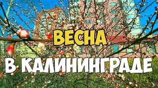 Весна пришла в Калининград, но холодно! Калининград 2019, погода в апреле,  ремонт двора.