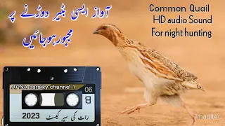 new Quail sound / Batair ki Awaz rat k lia