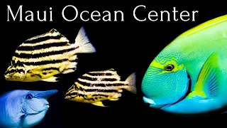 Maui Ocean Center - The Aquarium of Hawaii