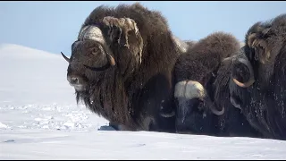 Muskox Nunivak Island 2020