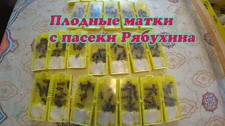 ПЕРВЫЕ ПЛОДНЫЕ МАТКИ НА НАШЕЙ ПАСЕКЕ, НУКЛЕУСНЫЙ ПАРК