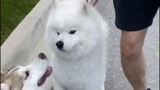 Samoyed husky puppy meets Samoyed puppy!