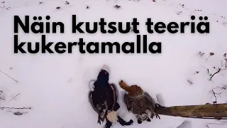 Näin kutsut teeriä kukertamalla