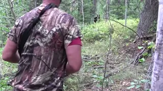 the "Bigfoot Sighting; high definition" video