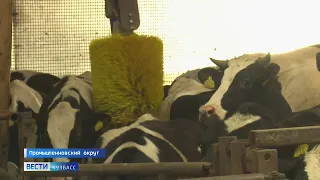 Развитие молочного животноводства стало одним из приоритетов в сельском хозяйстве Кузбасса