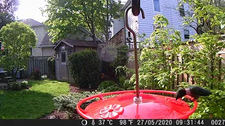 Male Ruby Throated Hummingbird Walking Sideways