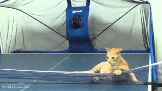 Funny Cats Compilation   October 2013