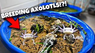 Breeding Axolotls In Pool Pond (Cheap DIY)