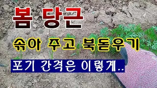 [텃밭농부 1,428]  봄 당근 솎아 주고 북돋우는 방법. #당근재배. 봄당근