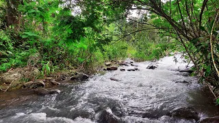 Sleep Immediately with river sounds no birds, asmr forest river, Soothing river sounds for sleep