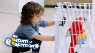 Gun Hoo Must be Excited to see a Parrot in the House [The Return of Superman Ep 292]