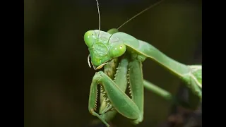 Praying Mantis: The Deadly Assassin