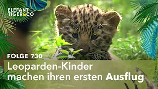 Mias mutige Miezen (Folge 730) | Elefant, Tiger & Co. | MDR