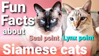 Siamese cats 101 | Top 10 Siamese cats facts - Fun facts about Siamese cats & Lynx point Siamese cat