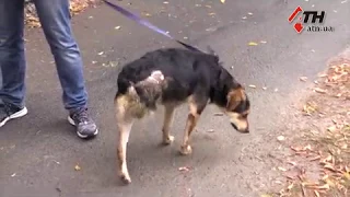 Применяется ли на деле уголовная ответственность за издевательство над животными? - 03.10.18