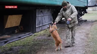 Кінологи похвалились здобутками собак з Держприкордонслужби, Кордон.UA