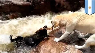 Epic dog rescue: video appears to show yellow lab rescue his pal from raging river rapids - TomoNews