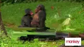 Обезьяны отжигают monkey tricks