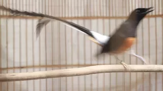 ลีลา นกบินหลาดง White-rumped shama Display