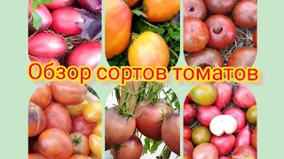 ОБЗОР сортов томатов .Они сами ПРОСЯТСЯ их повторить.Самые РАЗНЫЕ, на любой вкус, цвет и вес.