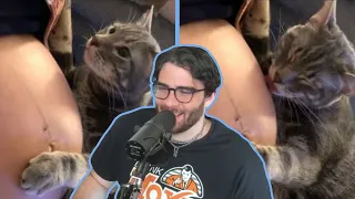 HasanAbi reacts to Cat Realizes Its Owner Is Pregnant (Daily Dose of Internet)