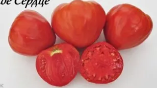 Коллекционные сорта томатов для посевного сезона 2021 Часть-2