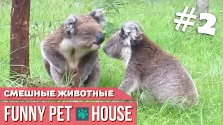 СМЕШНЫЕ ЖИВОТНЫЕ И ПИТОМЦЫ #2 СЕНТЯБРЬ 2018 [Funny Pet House] Смешные животные