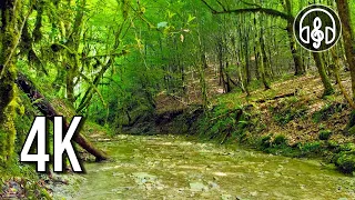 A beautiful forest stream. Birdsong in the mountain forest by a gentle stream.